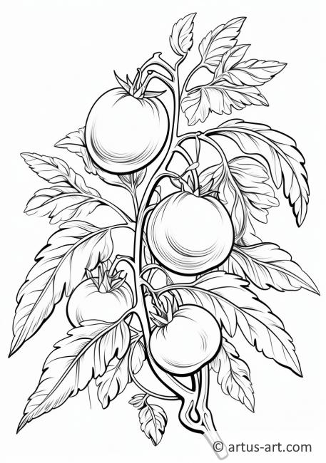 Tomato Plant Coloring Page